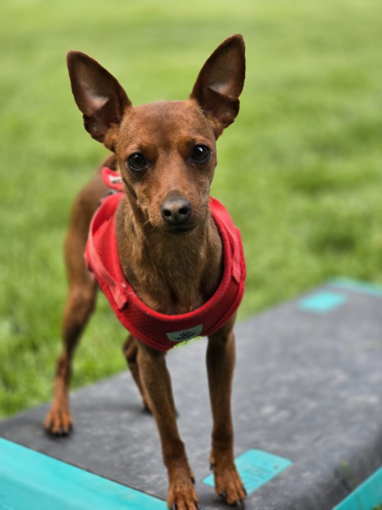 Chien en activité extérieure avec accompagnement individuel