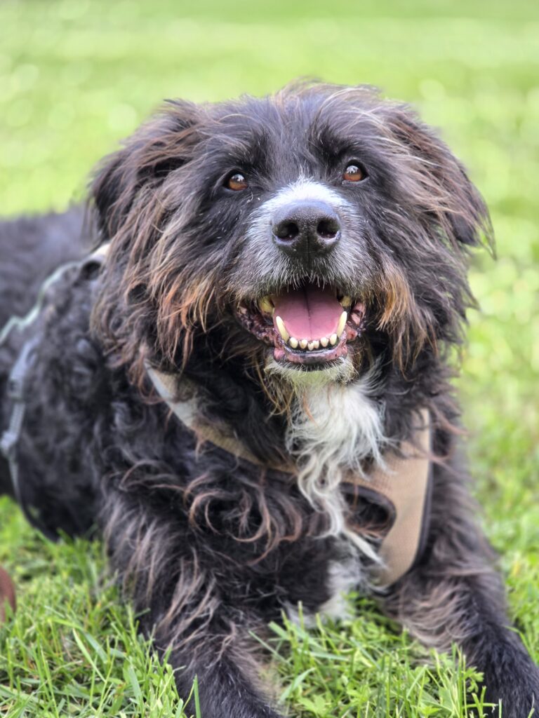 Chien en balade dans un environnement naturel du Valais