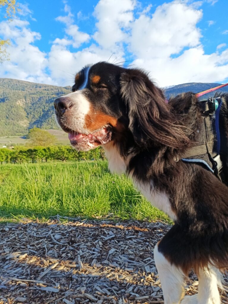 Chien heureux pendant une promenade avec Sostoutou