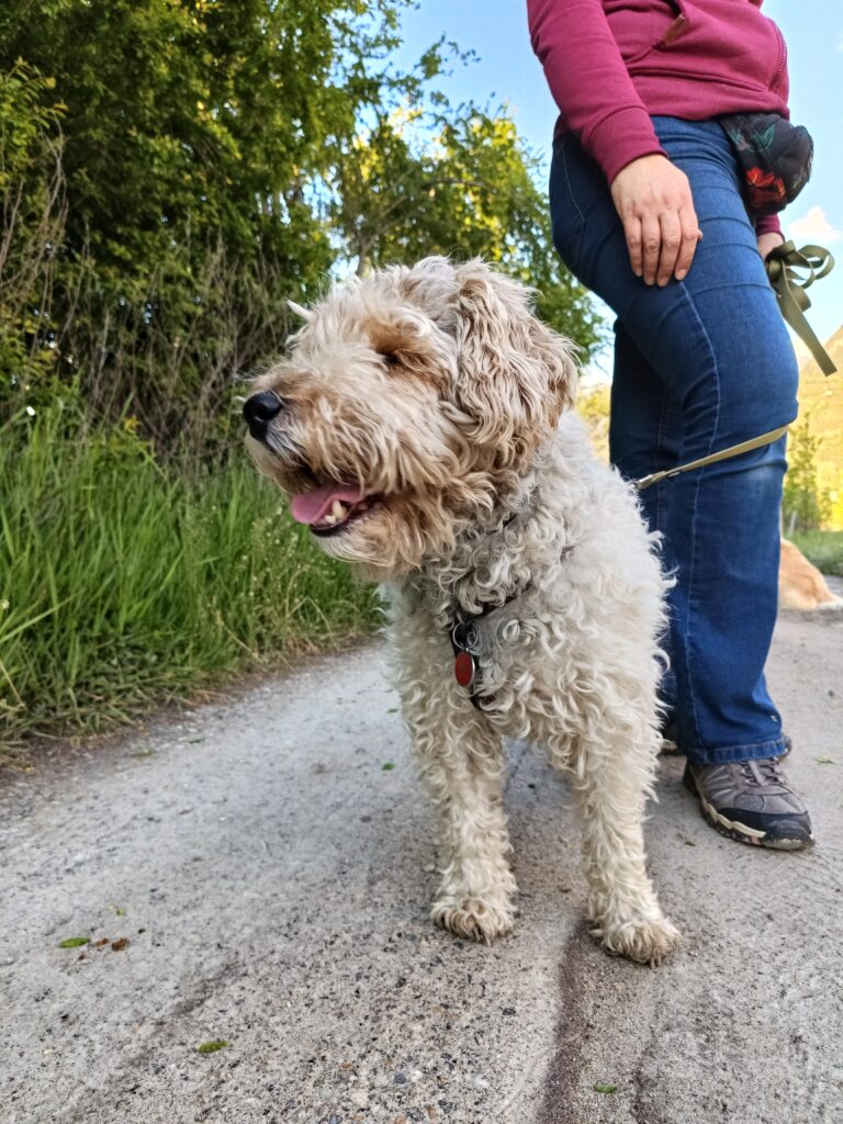 Promenade en nature adaptée aux besoins du chien