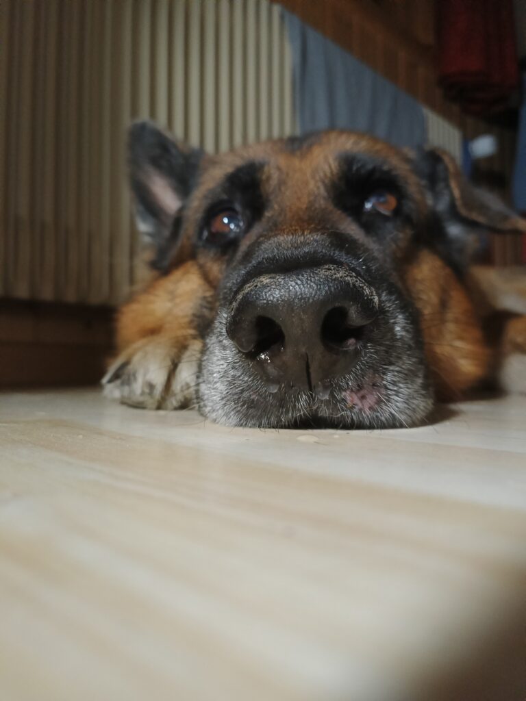 Chien profitant d’un moment de détente