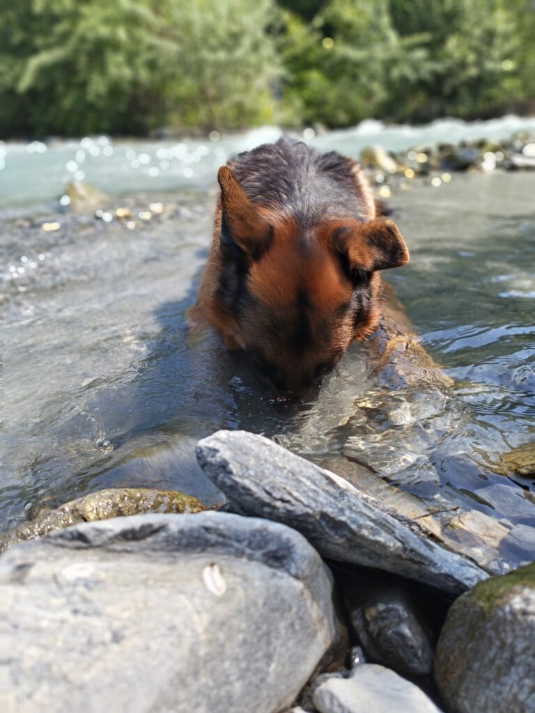 Un berger allemand s'amuse dans l'eau lors d'une promenade dans le Valais