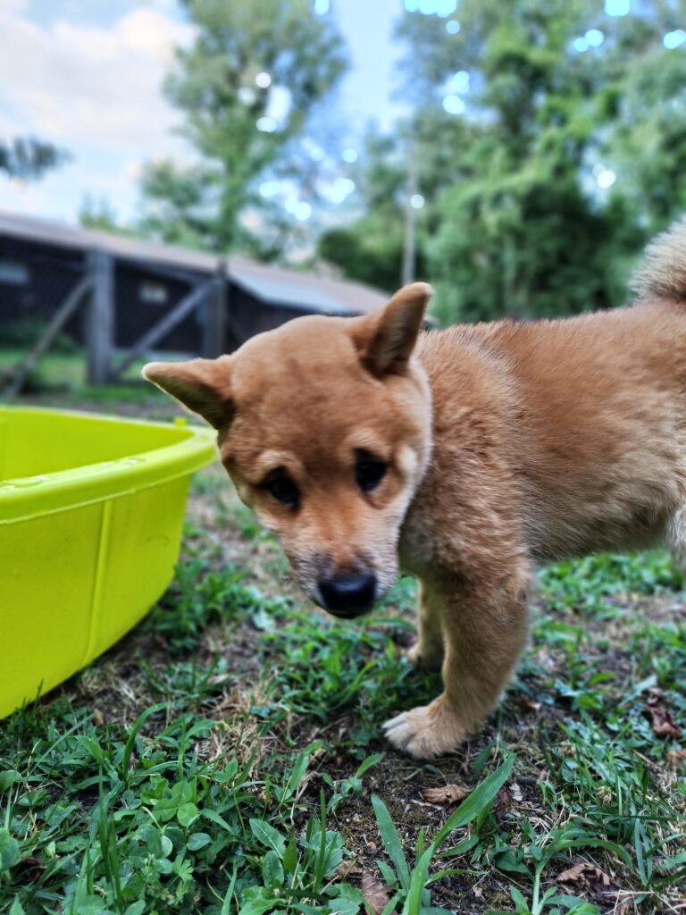 Un jeune chiot découvre le monde avec Sostoutou