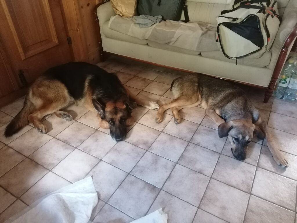 Le retour à la maison après une promenade et la pension chez Sostoutou