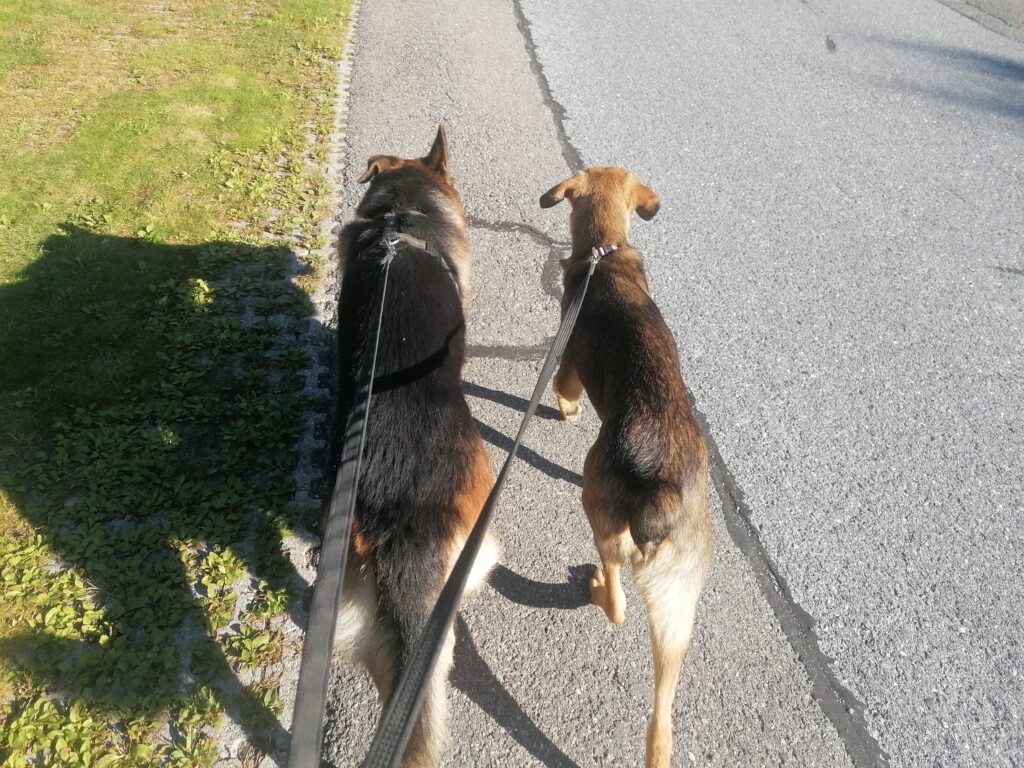 Promenade personnalisée avec un chien accompagné par Sostoutou