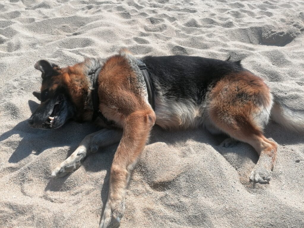 Un berger allemand en vacances à la plage