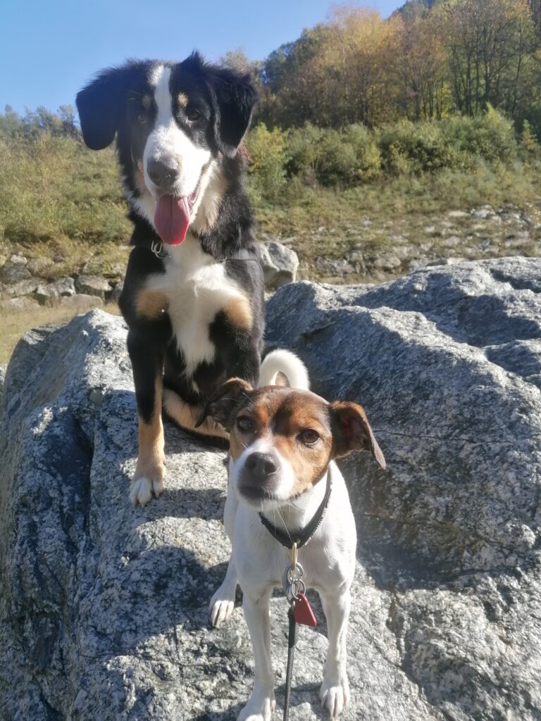 Chiens en sortie dans un cadre alpin valaisan
