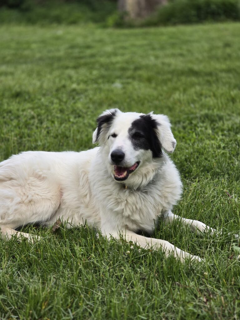 Chien en extérieur pendant un moment de garde active