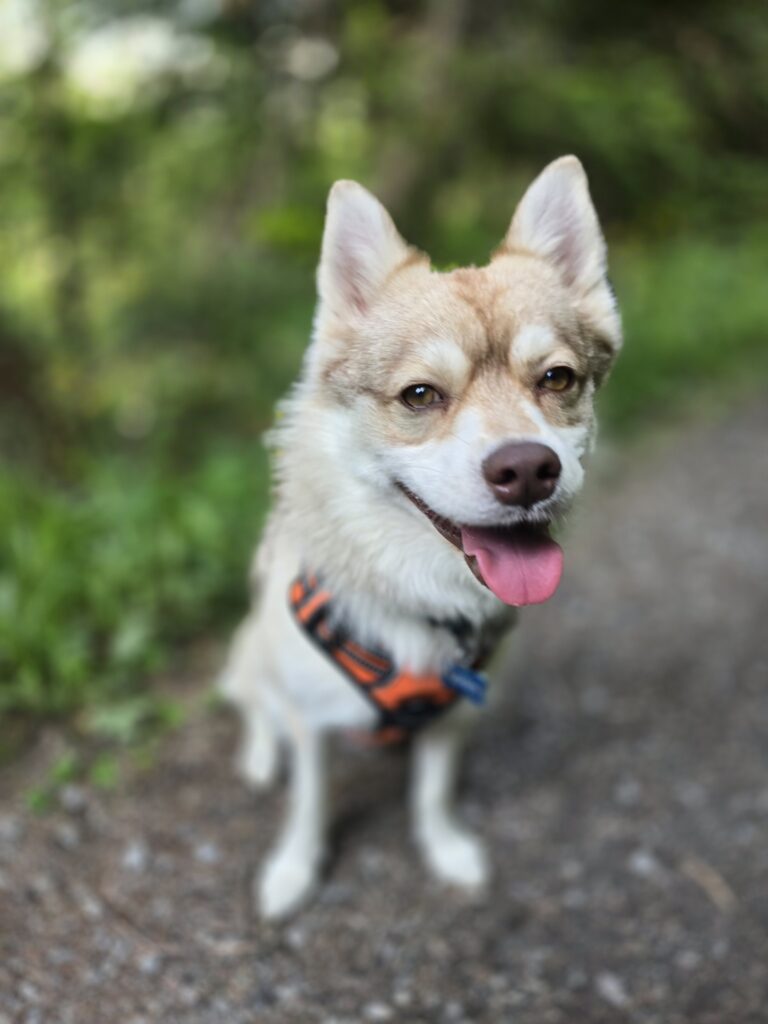 Chien en balade avec un accompagnement bienveillant