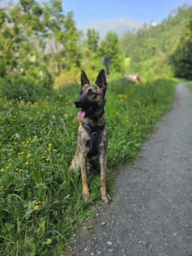 Moment de marche et de découverte avec un chien à Orsières