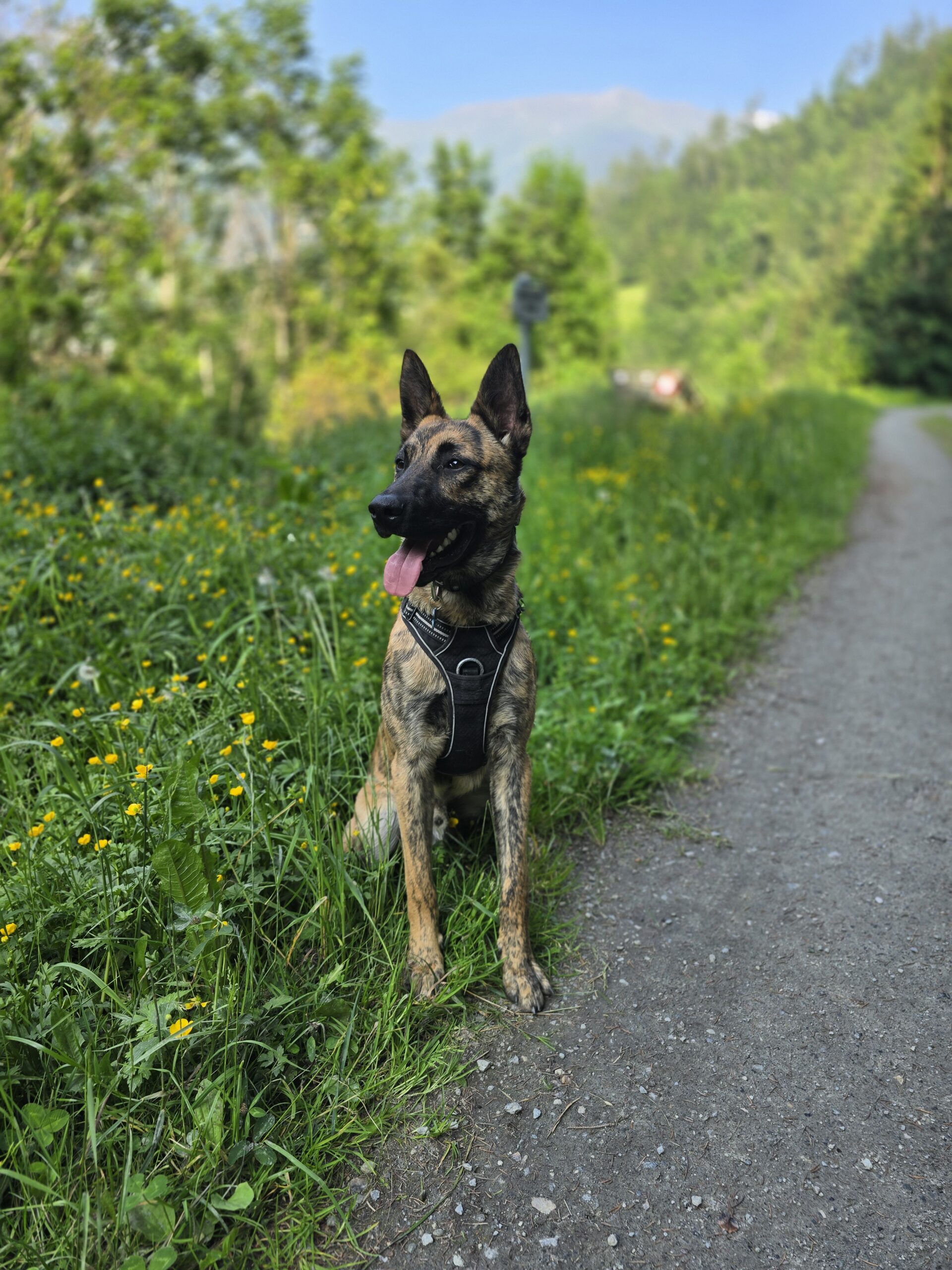Moment de marche et de découverte avec un chien à Orsières