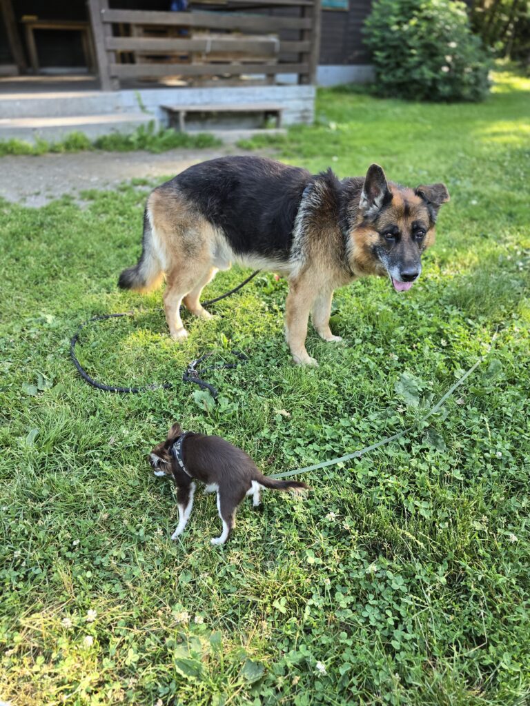Chien en sortie avec un service de garde personnalisé