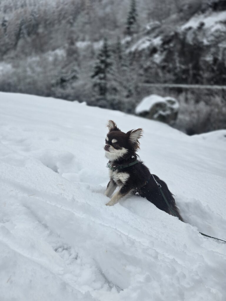 Promenade dans la neige pour le petit chihuahua
