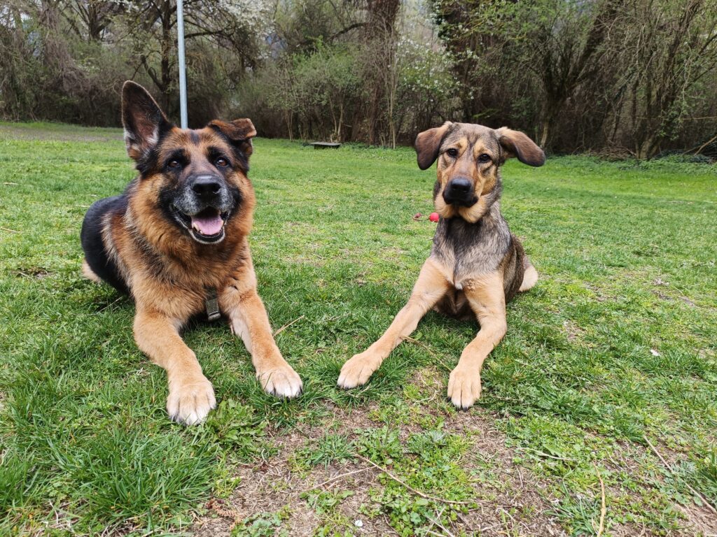 Moment calme avec des chiens pendant une garde ou une promenade