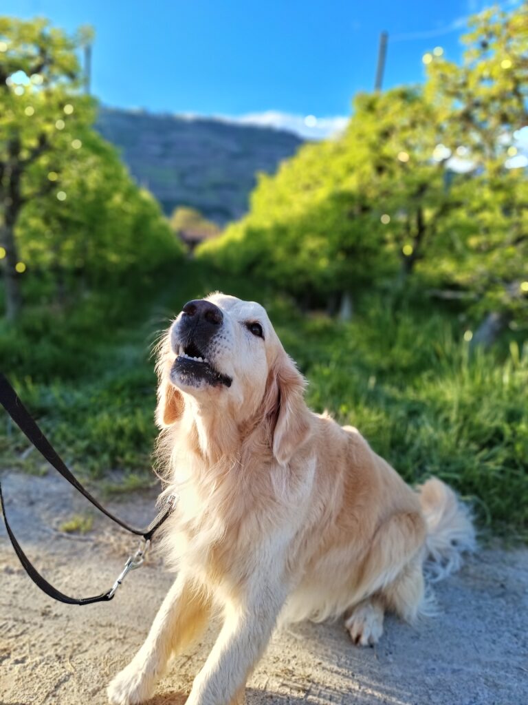 Chien accompagné lors d’une sortie individuelle