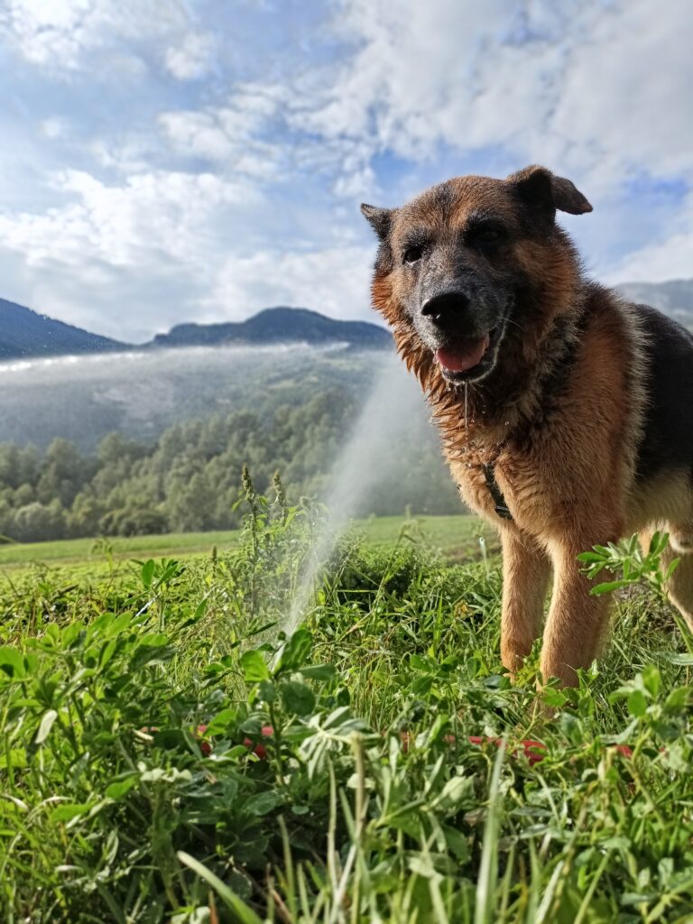 Jeux d'eau pendant une promenade