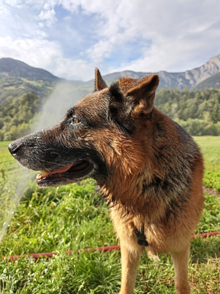 Berger Allemand en balade dans les environs de Sembrancher