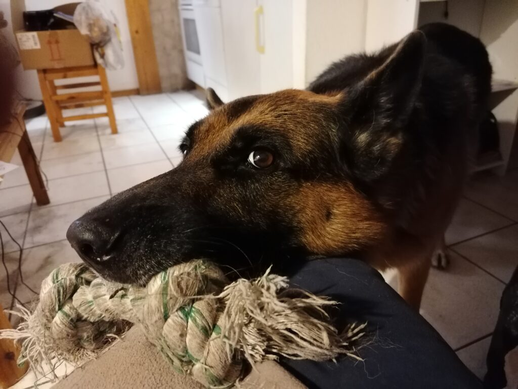Un berger allemand qui a envie de jouer
