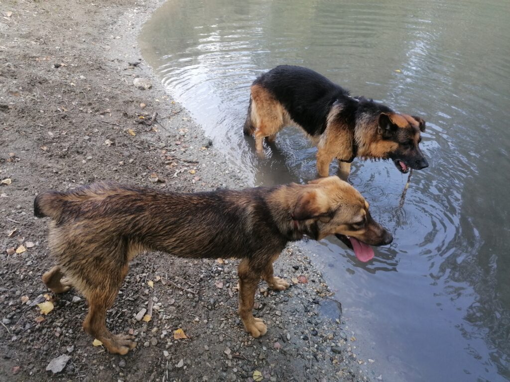 Chiens profitant d’une balade adaptée à son rythme