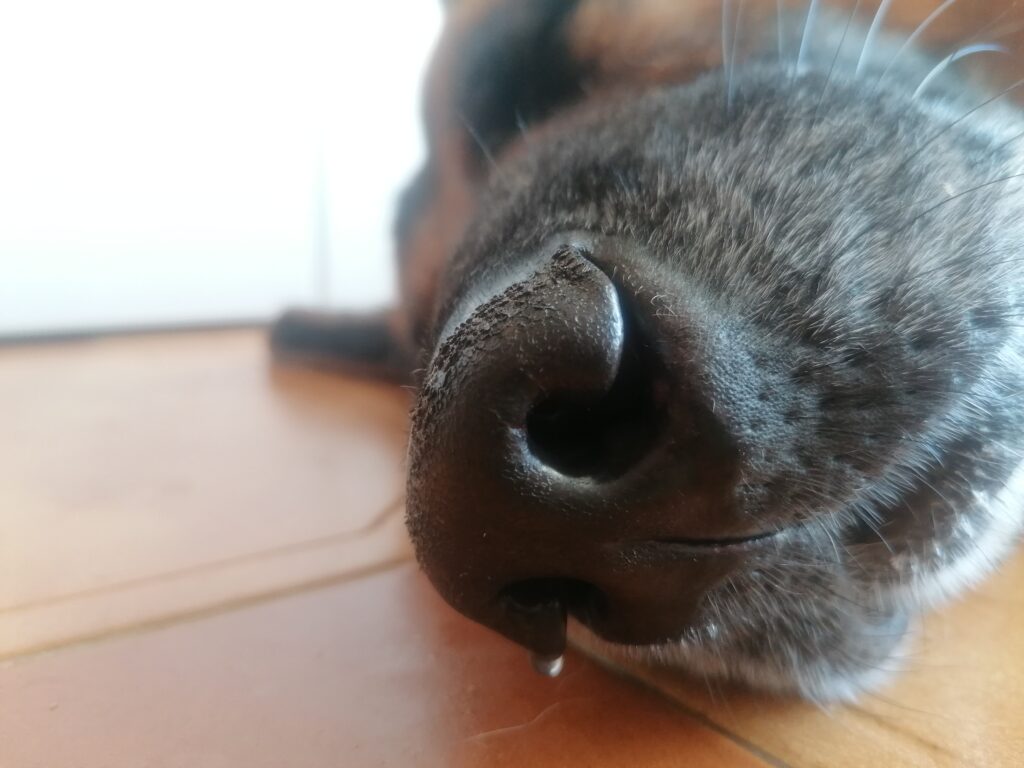Chien profitant d’un moment de détente après la promenade