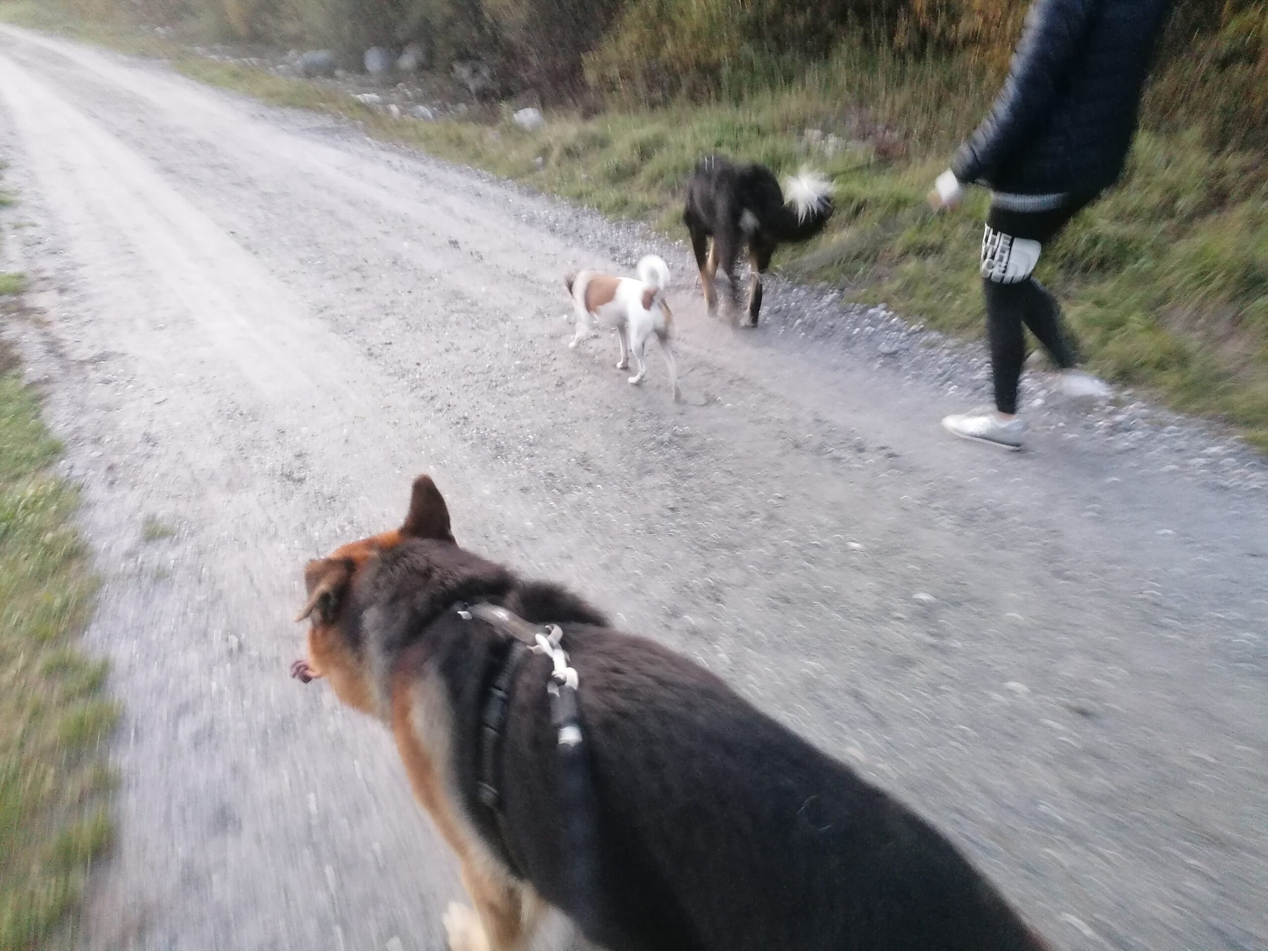 Promenade canine locale dans les environs de Sembrancher